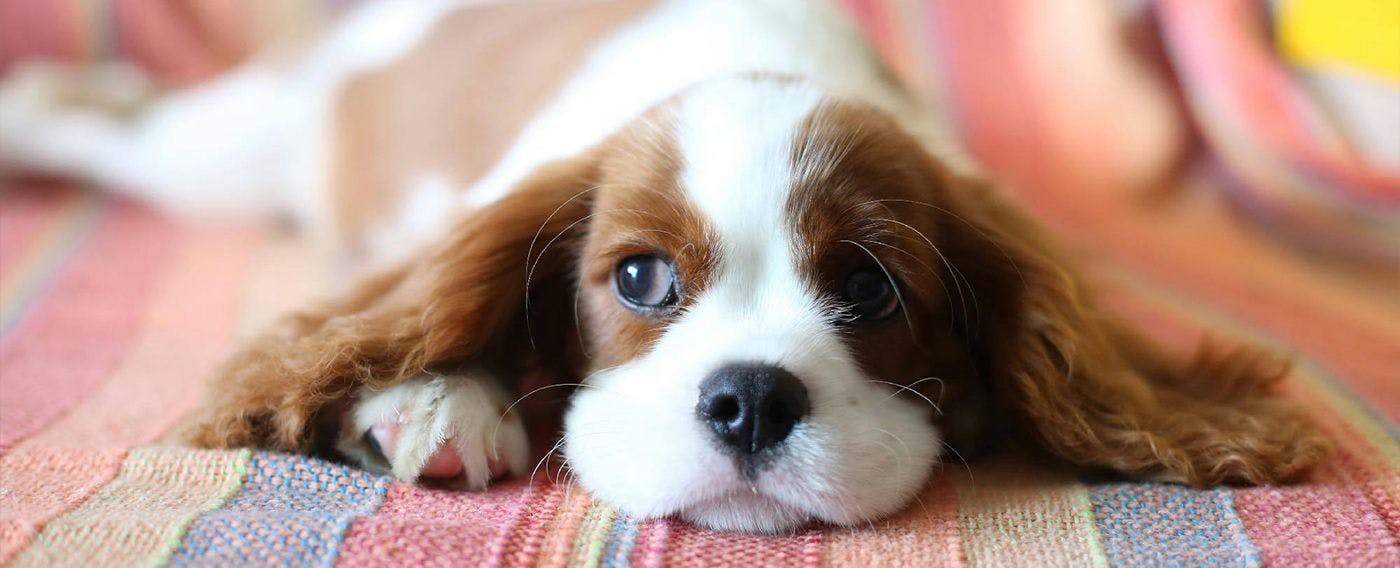 ภาพลักษณ์สัตว์เลี้ยง