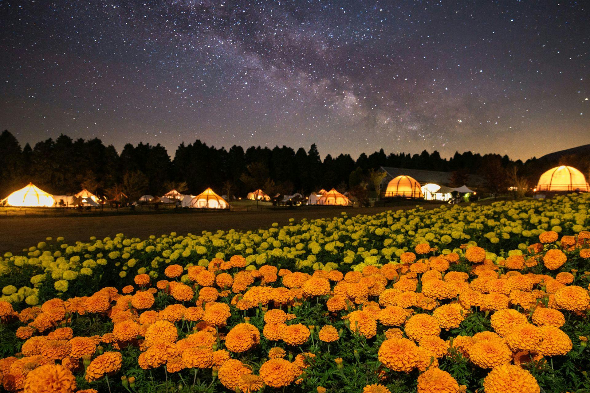 ทุ่งดอกไม้ยามค่ำคืน