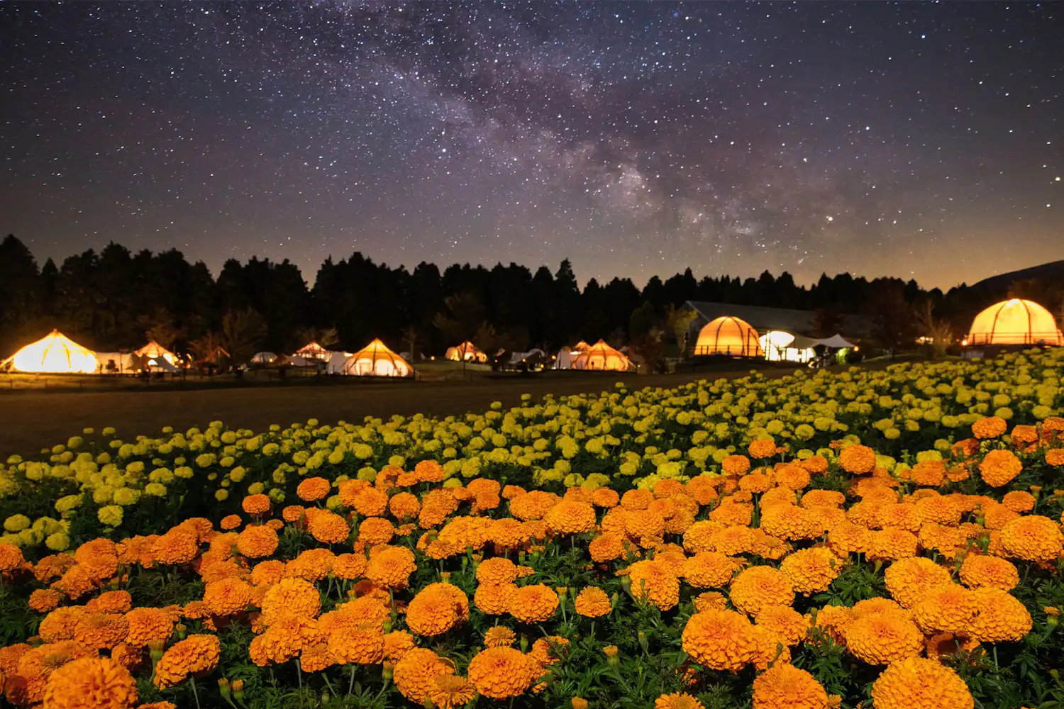 ทุ่งดอกไม้ยามค่ำคืน