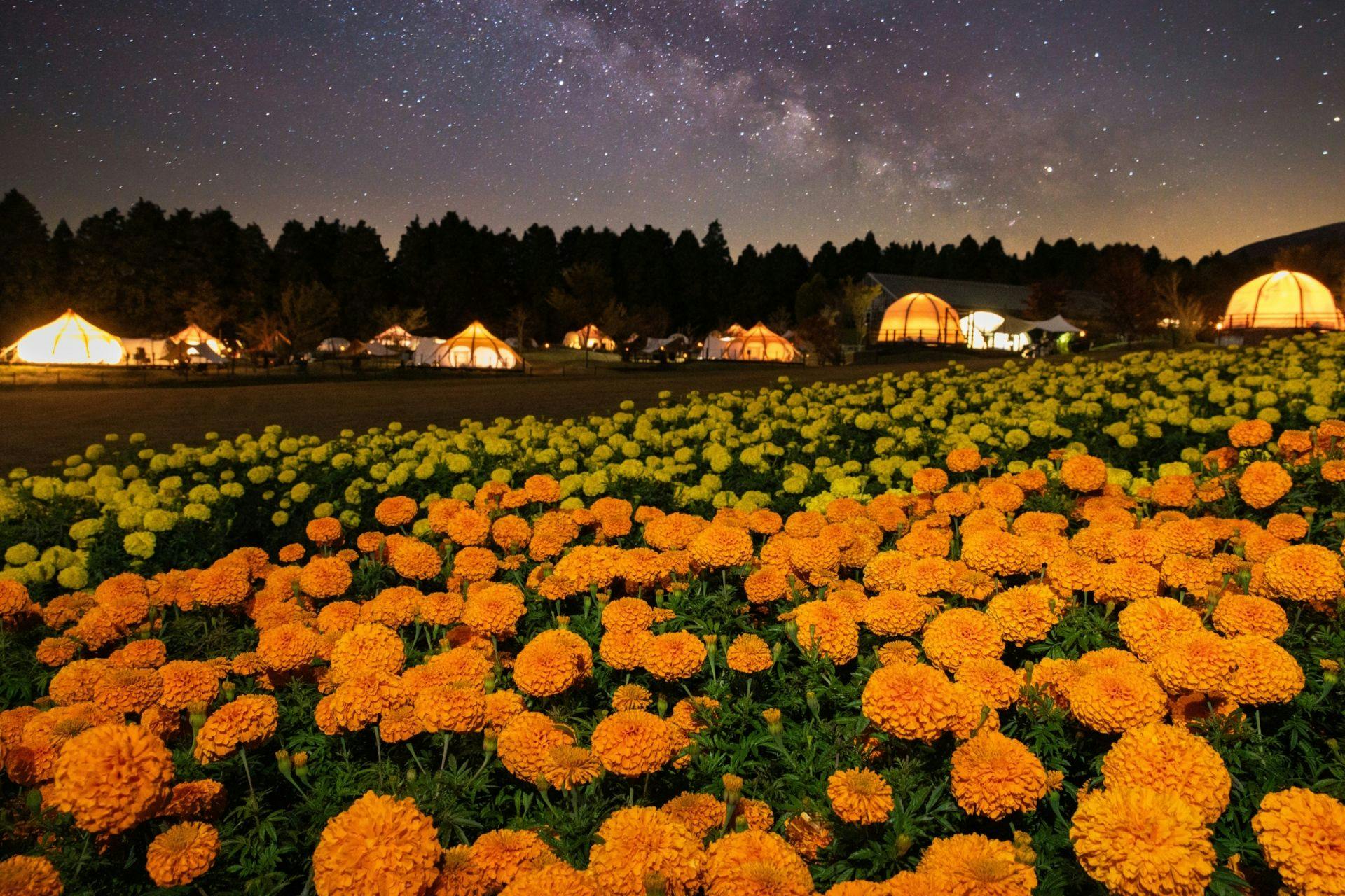 Kuju Flower Park Camping Resort Hana to Hoshi
