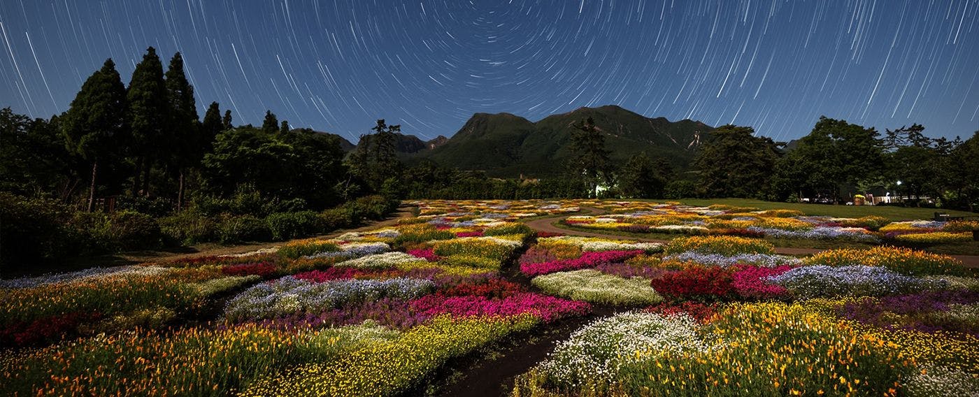 ทุ่งดอกไม้ยามค่ำคืน