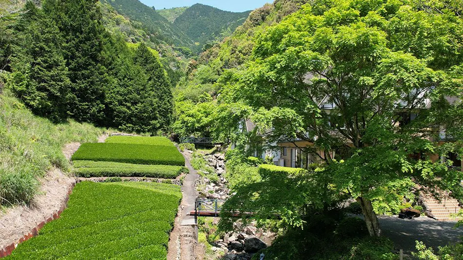 Hotel Rindou in the Fragrant Forest