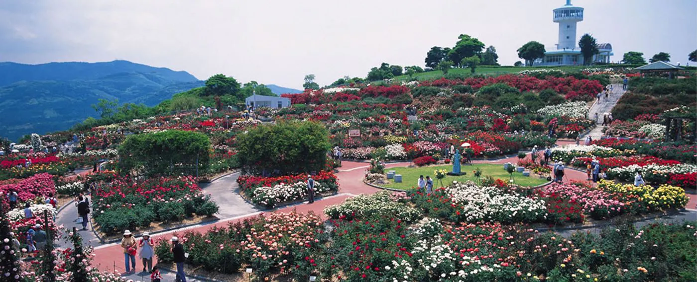 照片協力:鹿兒島縣觀光聯盟