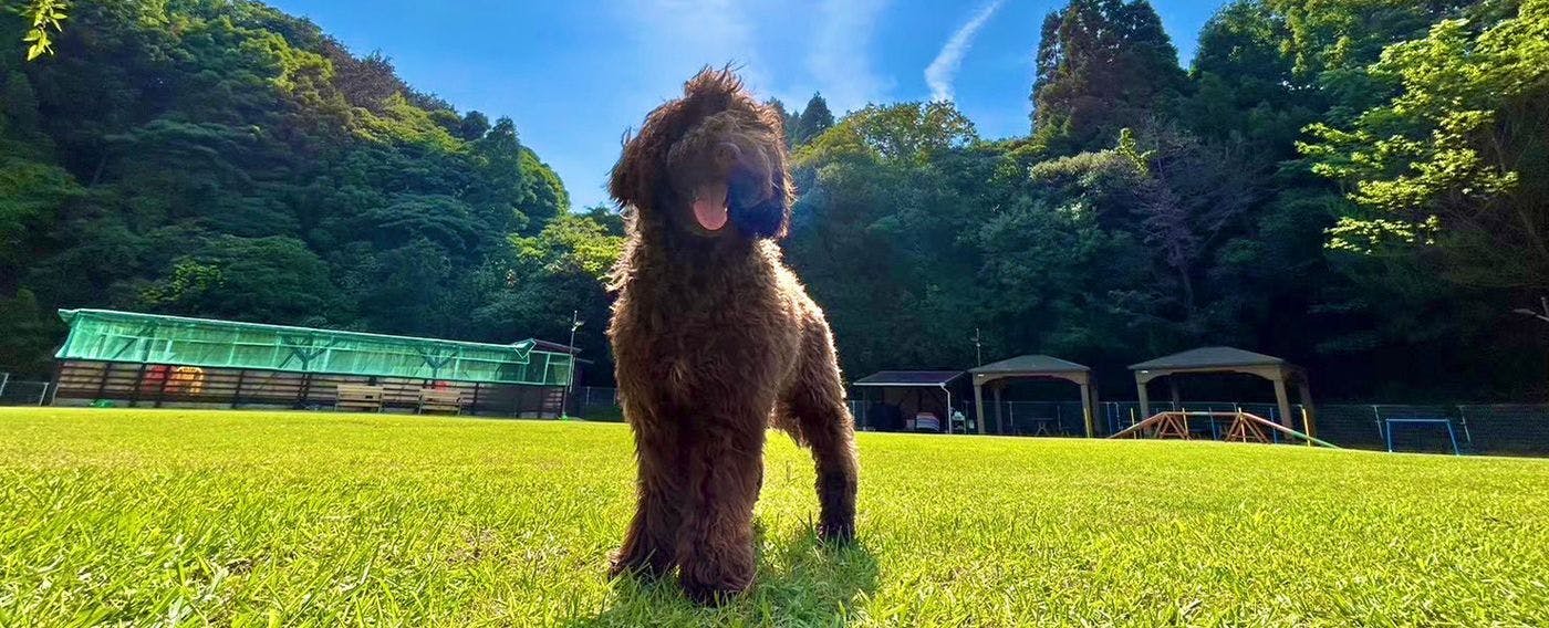 Kolam Renang dan Taman