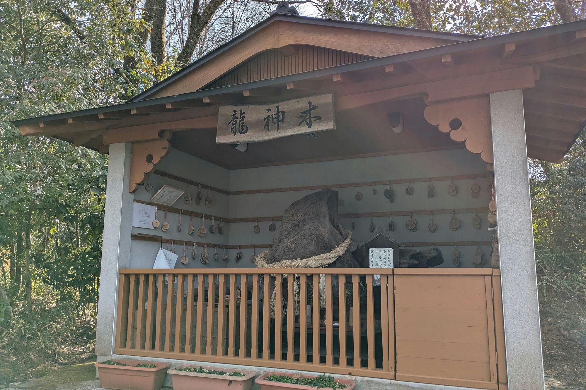 ต้นไม้มังกร