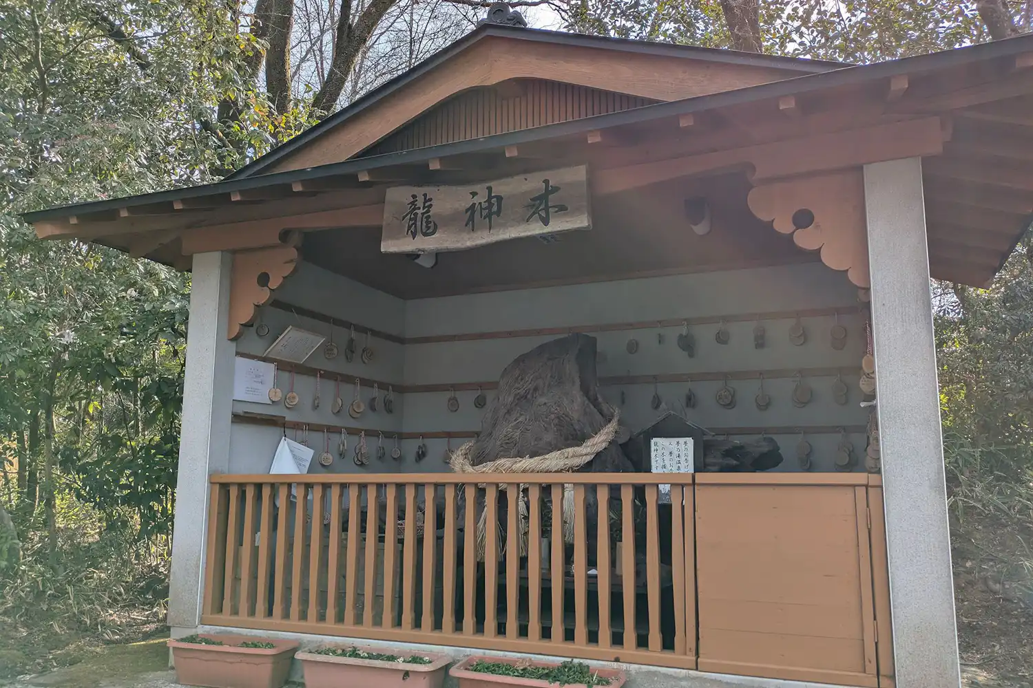 ต้นไม้มังกร