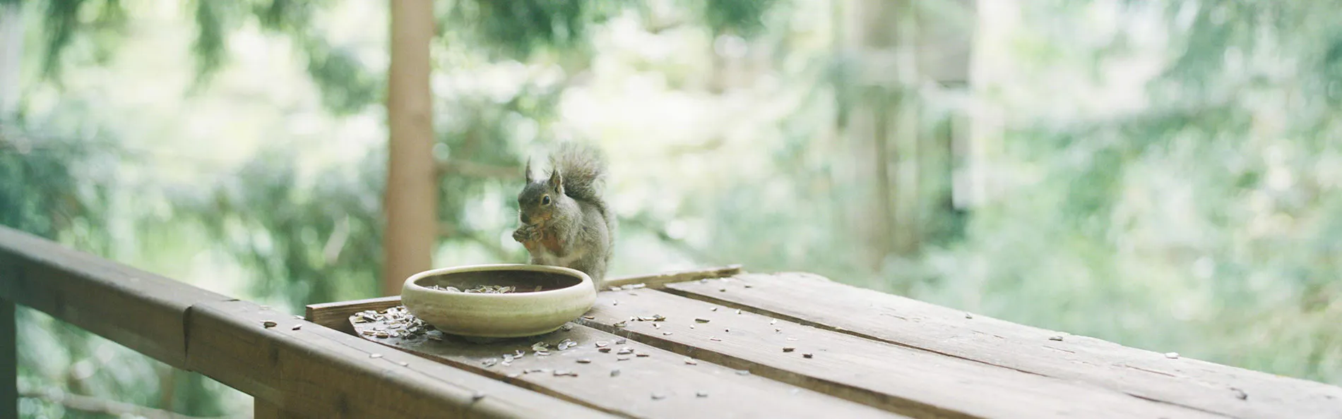 温泉山荘だいこんの花