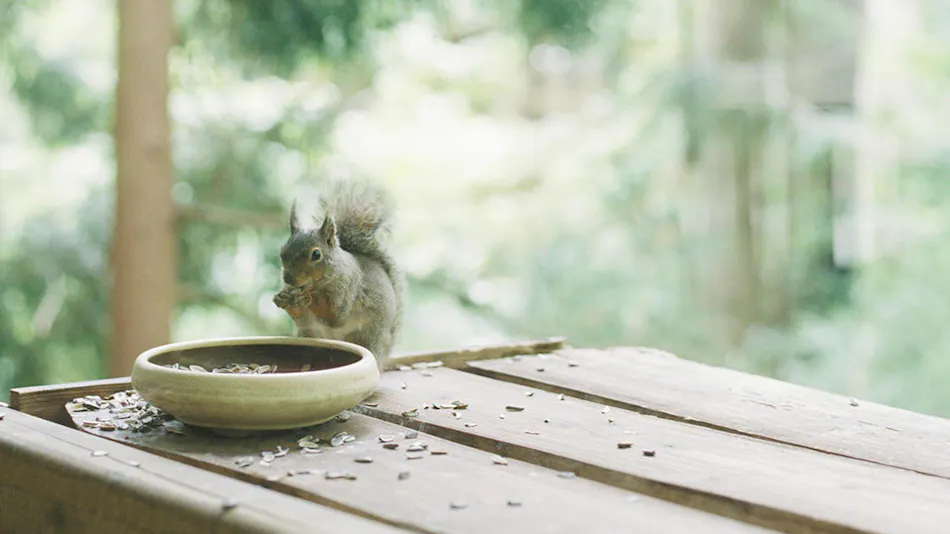 Onsen Sansou Daikon no Hana