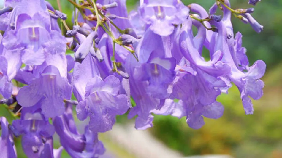 Kitago Neiroka no Toki Nemunohana