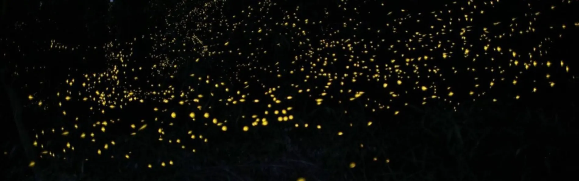 北郷 音色香の季 合歓のはな