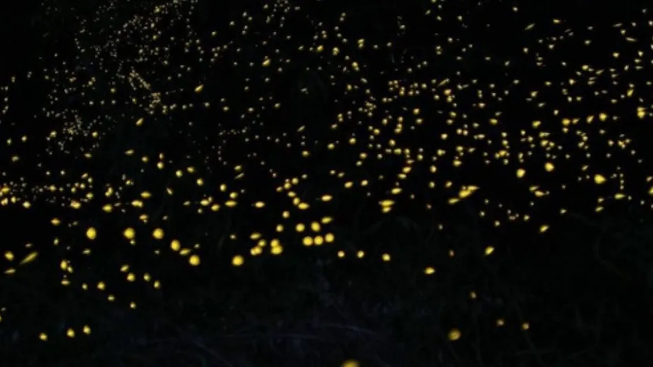 Kitago Neiroka no Toki Nemunohana