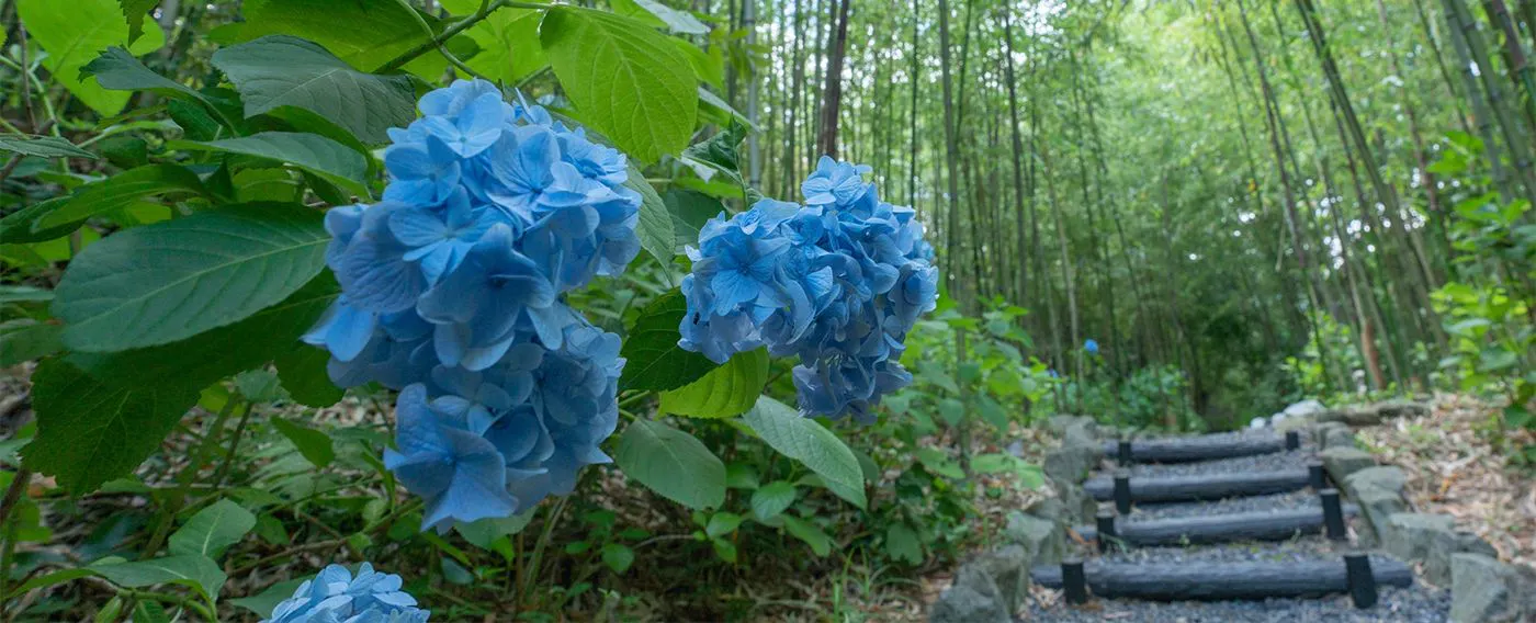 สวนไผ่ ฮิคาริ ดามาริ (ฮิดามาริ)