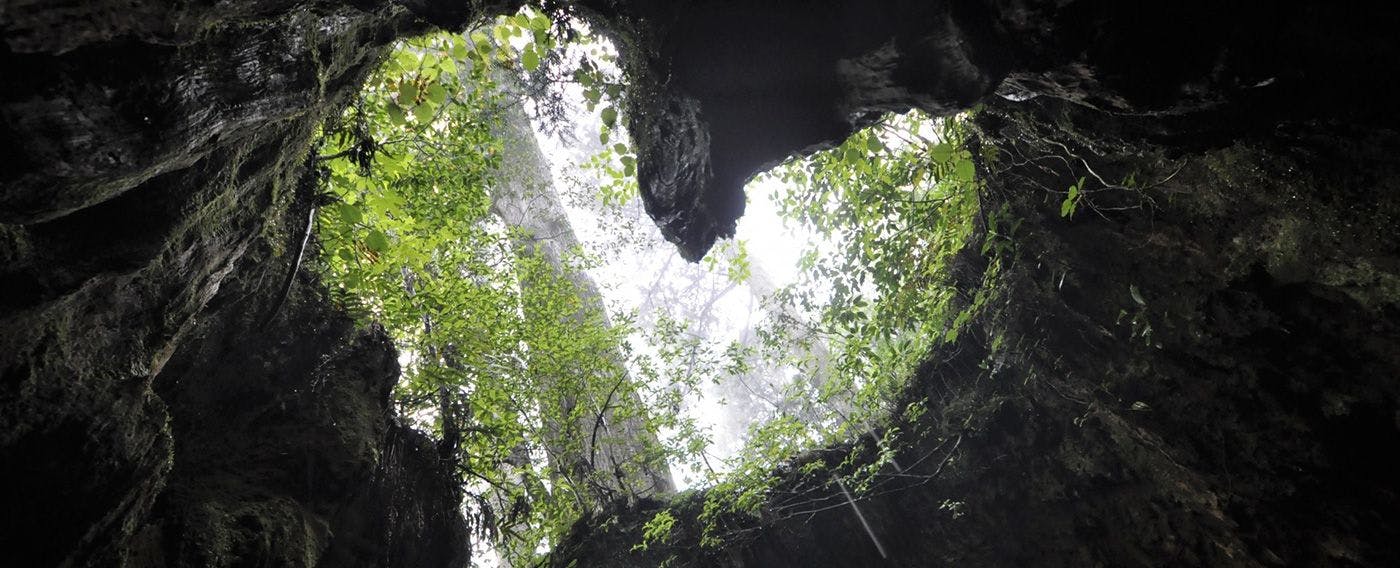 Heart-shaped view from inside the Wilson Stump
