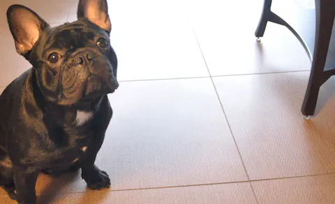 21年最新 兵庫周辺でペットと泊まれる宿ランキング 一休 Com 21年最新 兵庫周辺でペットと泊まれる宿ランキング 一休 Com