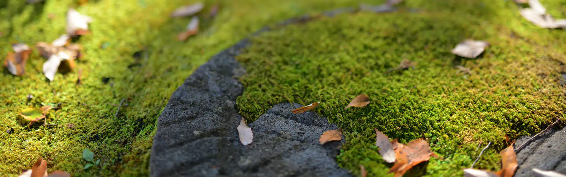 日本庭園