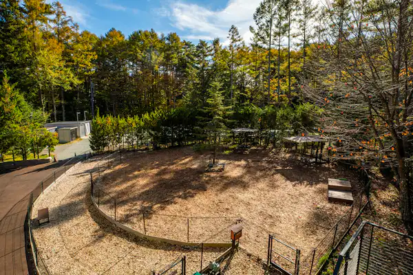 Kawasan larian anjing