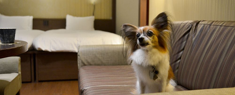 ドッグルーム　※プレミアルーム・温泉露天風呂付ドッグルーム洋室で予約してください。