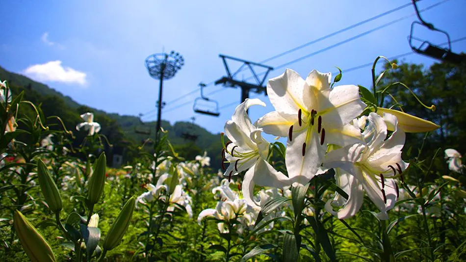 Hotel Harvest Madarao