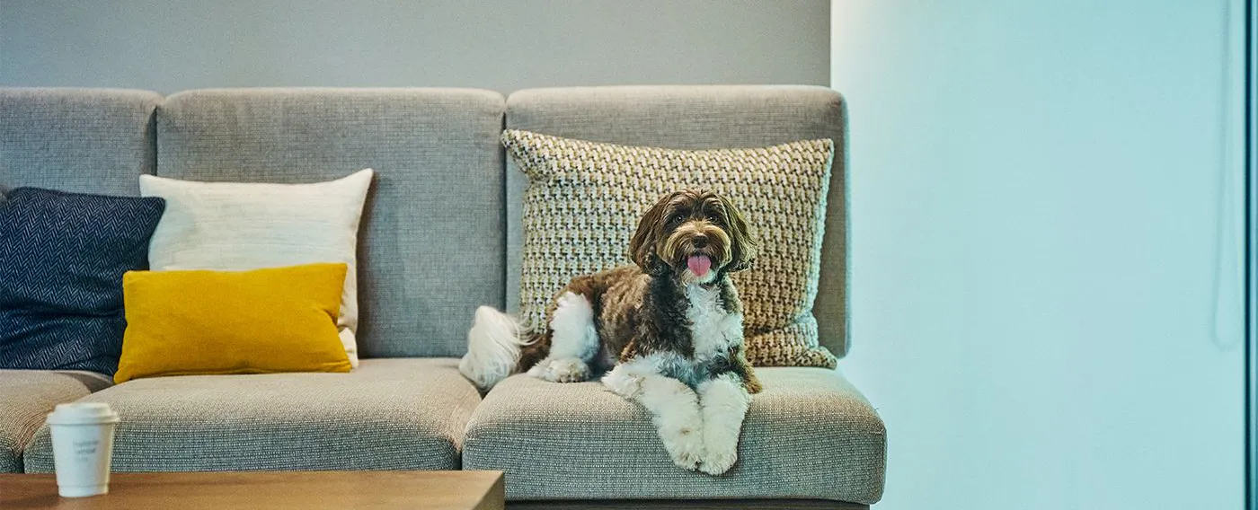 1日1組限定 愛犬と過ごすリトリート