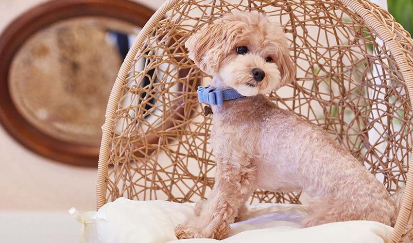 ルシアン旧軽井沢 の空室状況を確認する 宿泊予約は 一休 Com ルシアン旧軽井沢 の空室状況を確認する 宿泊予約は 一休 Com