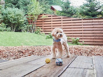 ペットと泊まれる宿 人気の宿をランキングでご紹介 Yahoo トラベル ペットと泊まれる宿 人気の宿をランキングでご紹介 Yahoo トラベル