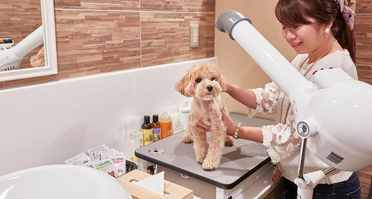 軽井沢 ペットと泊まれる宿 18選 宿泊予約は 一休 Com 軽井沢 ペットと泊まれる宿 18選 宿泊予約は 一休 Com