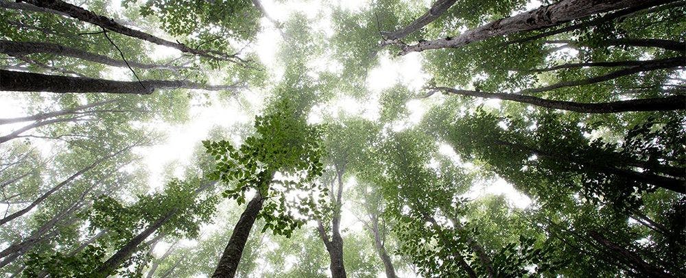 Resor Ski Appi Kogen