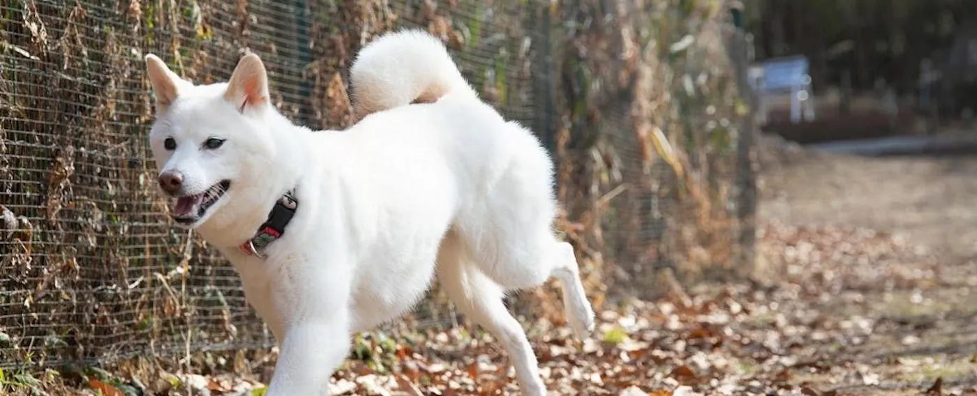 สัตว์เลี้ยงที่รัก