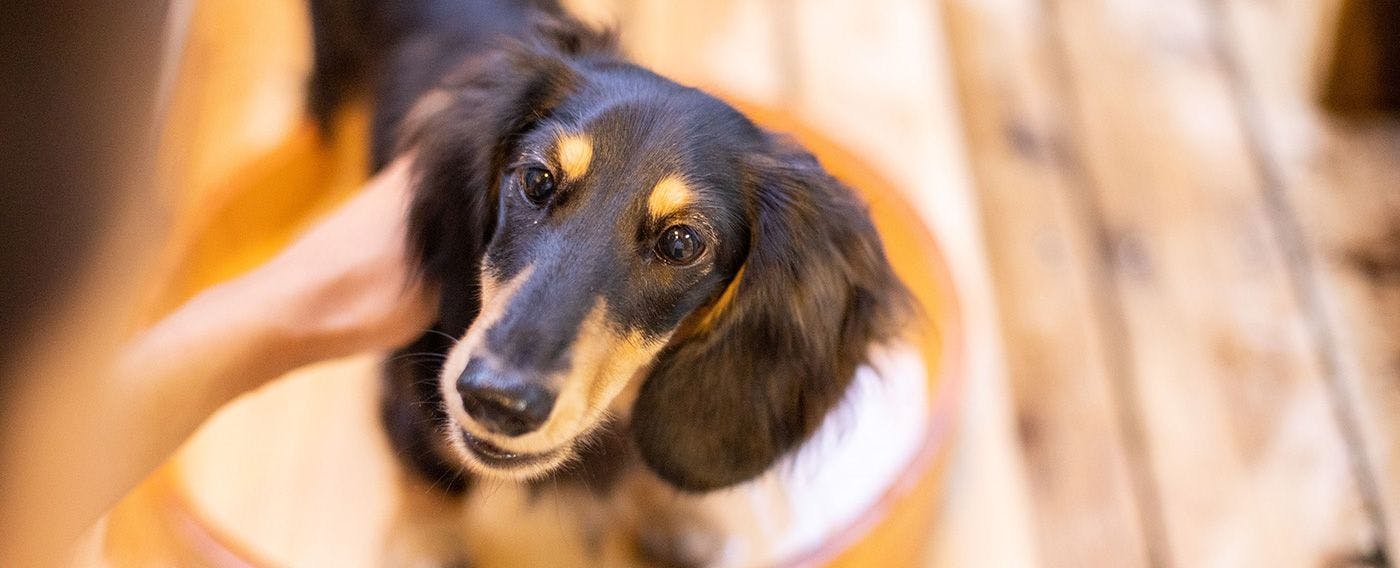 사람에서 개로의 환대