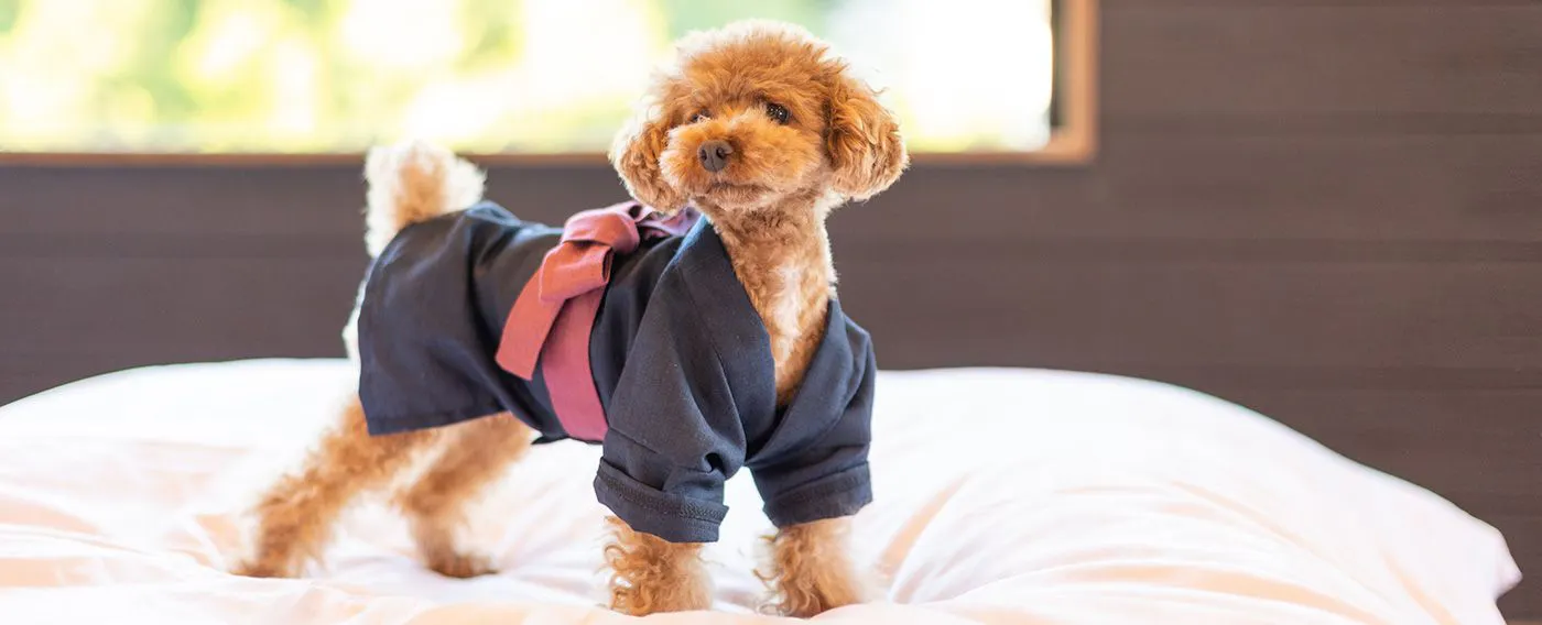 강아지 보호 활동