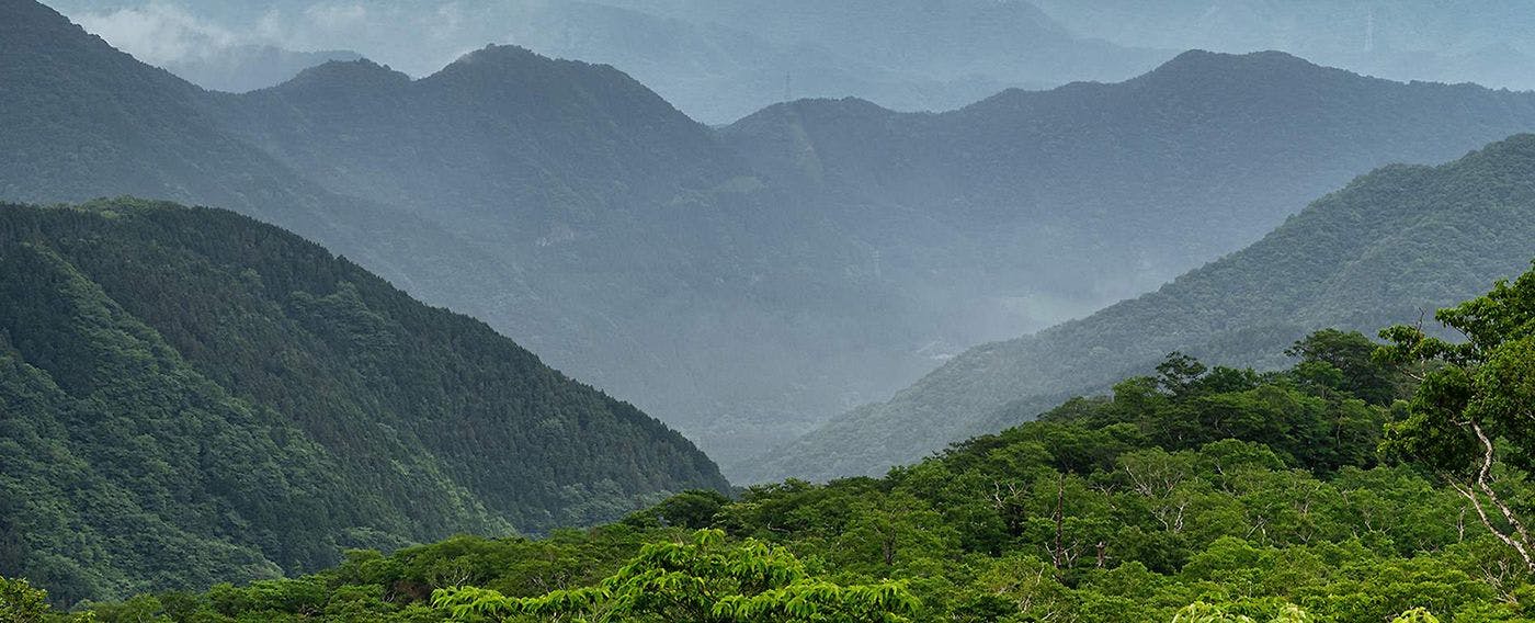 ป่าที่คงความเป็นธรรมชาติที่ยังไม่ถูกแตะต้องในอุทยานแห่งชาตินิกโก้