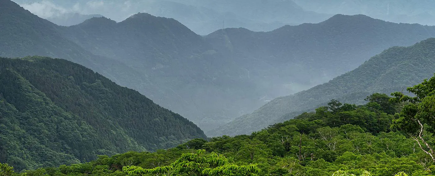 ป่าที่คงความเป็นธรรมชาติที่ยังไม่ถูกแตะต้องในอุทยานแห่งชาตินิกโก้