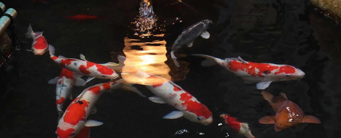 การต้อนรับ