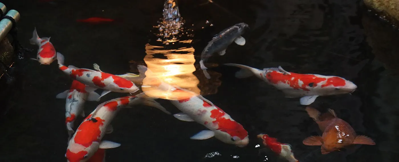 การต้อนรับ