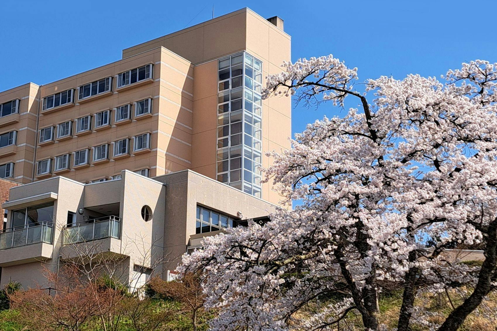 วิวภายนอกในฤดูใบไม้ผลิ　ดอกซากุระ