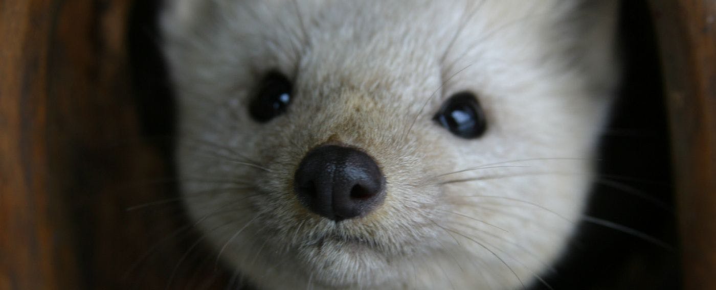 เอโซะคุโระเท็น