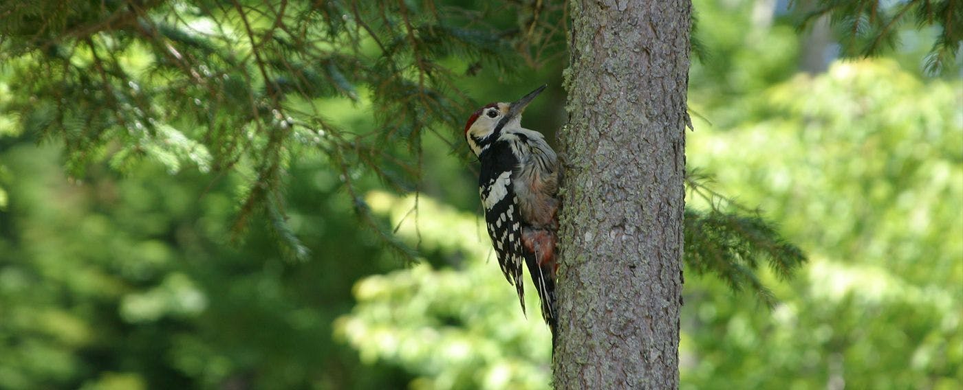 นกหัวขวานใหญ่