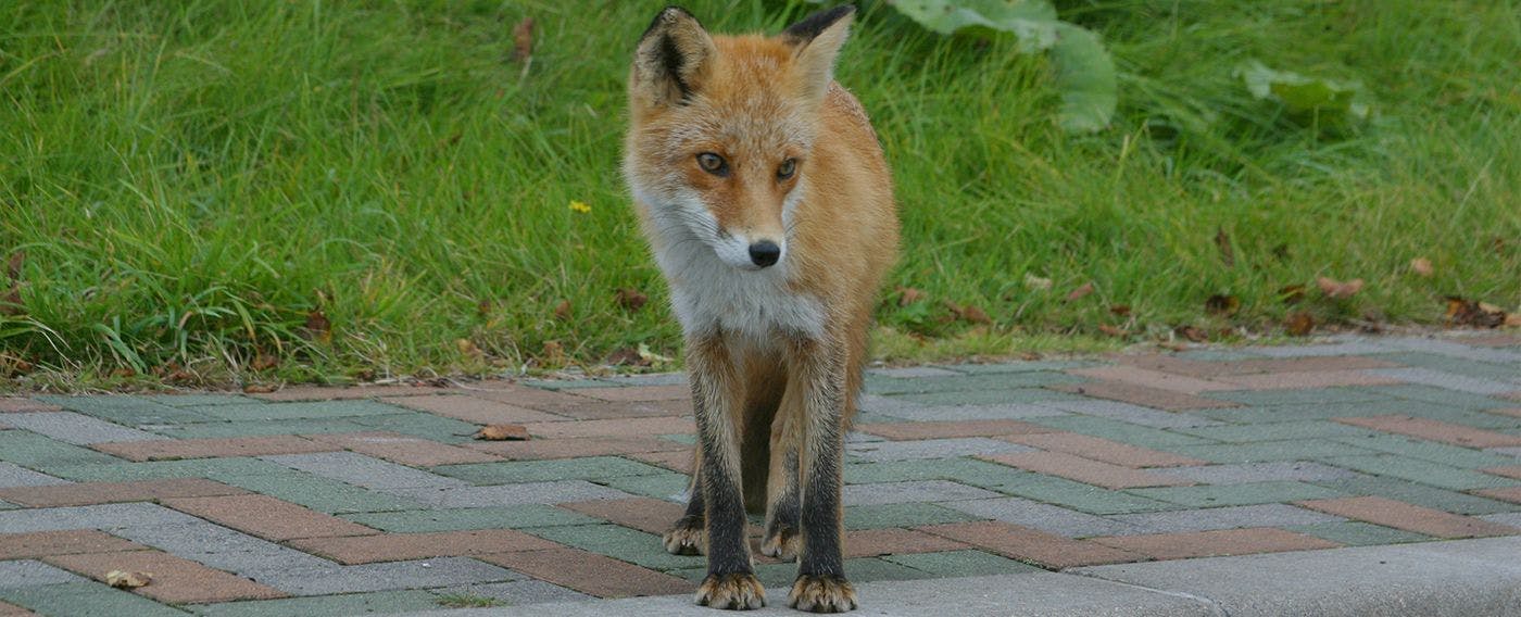 สุนัขจิ้งจอกแดง