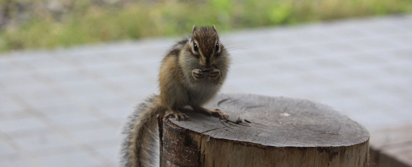 กระรอกดิน