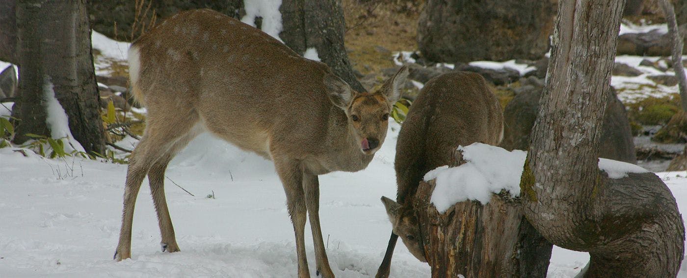 กวางซิก้า