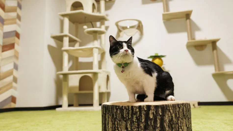 Authentic Inn for Stays with Your Beloved Dog - Awara Onsen Tsukika