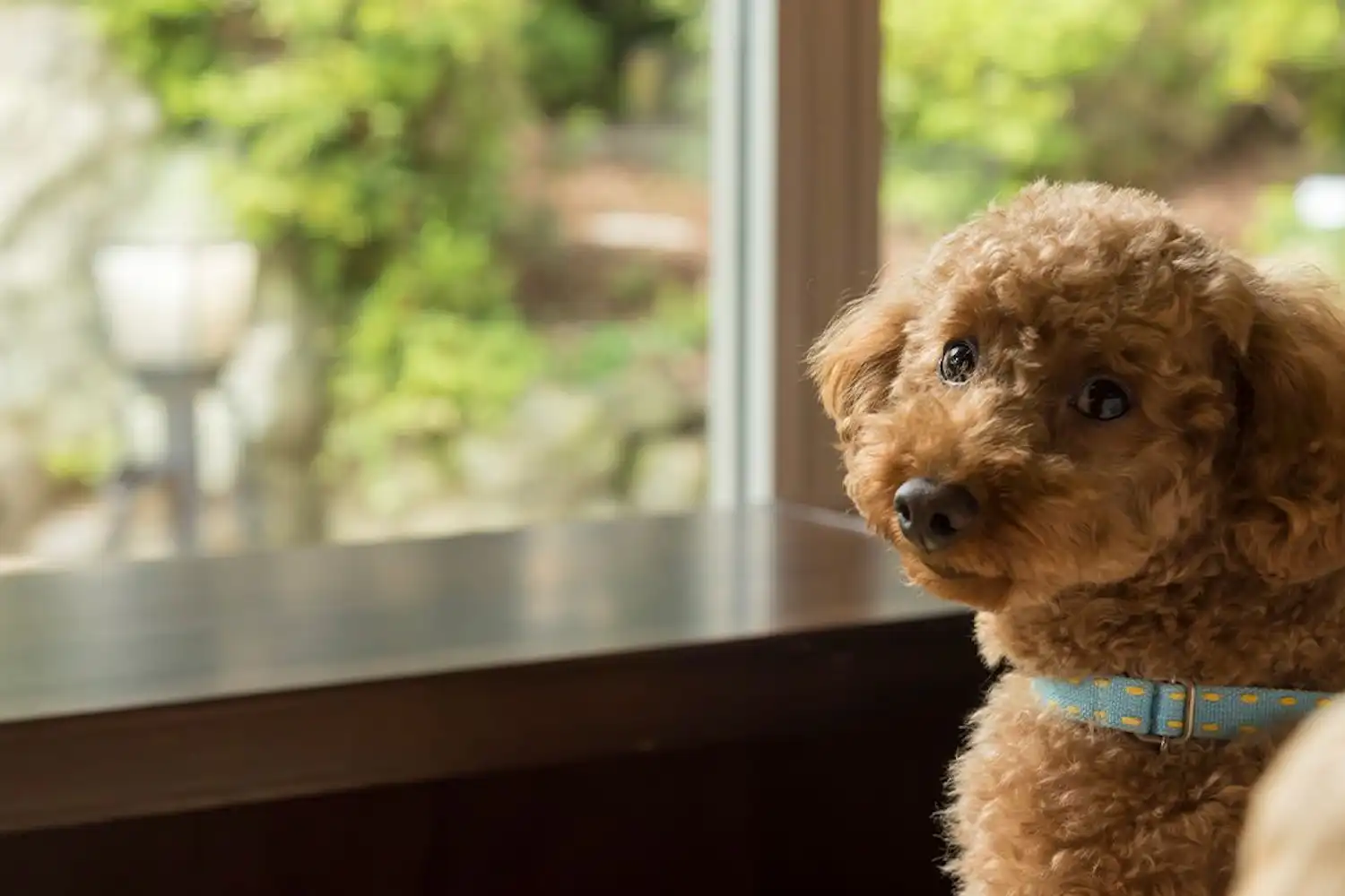 ภาพภายในอาคาร - สุนัข