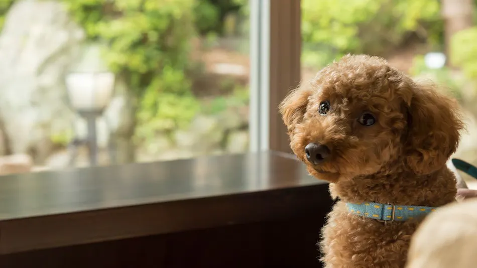 Authentic Inn for Stays with Your Beloved Dog - Awara Onsen Tsukika