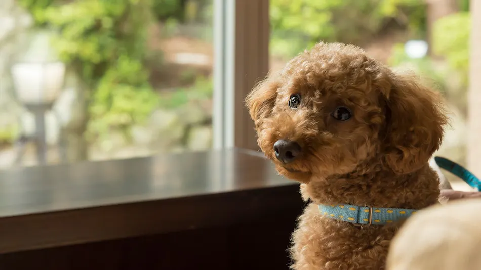 Authentic Inn for Stays with Your Beloved Dog - Awara Onsen Tsukika