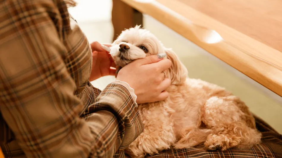 Authentic Inn for Stays with Your Beloved Dog - Awara Onsen Tsukika