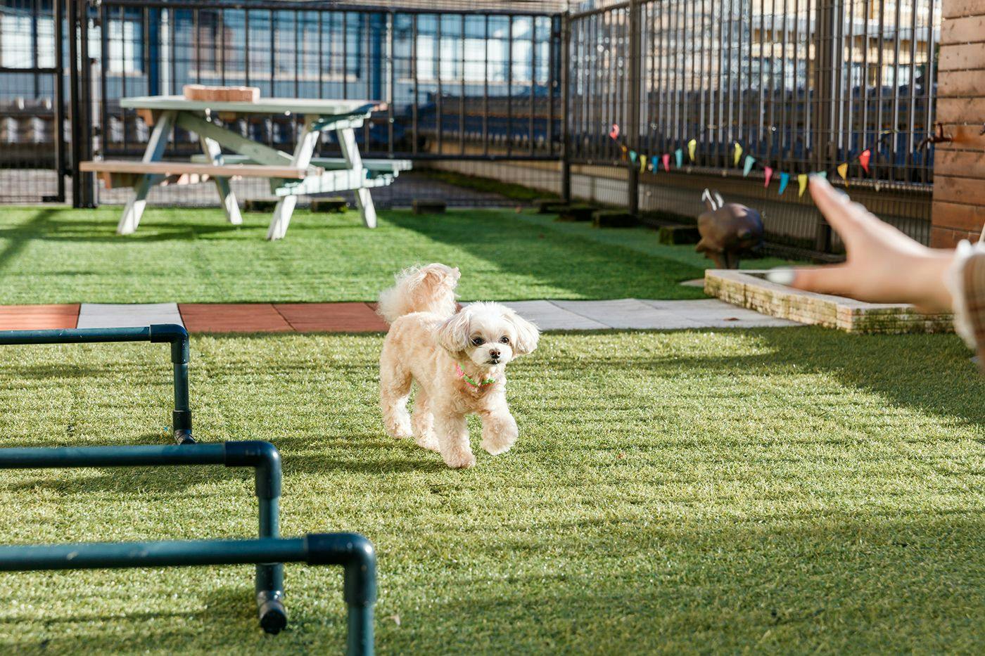 Authentic Inn for Stays with Your Beloved Dog - Awara Onsen Tsukika