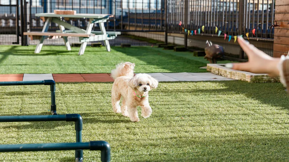 Authentic Inn for Stays with Your Beloved Dog - Awara Onsen Tsukika