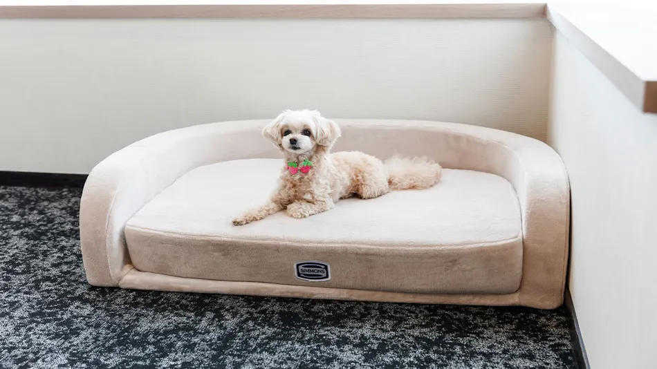 Authentic Inn for Stays with Your Beloved Dog - Awara Onsen Tsukika