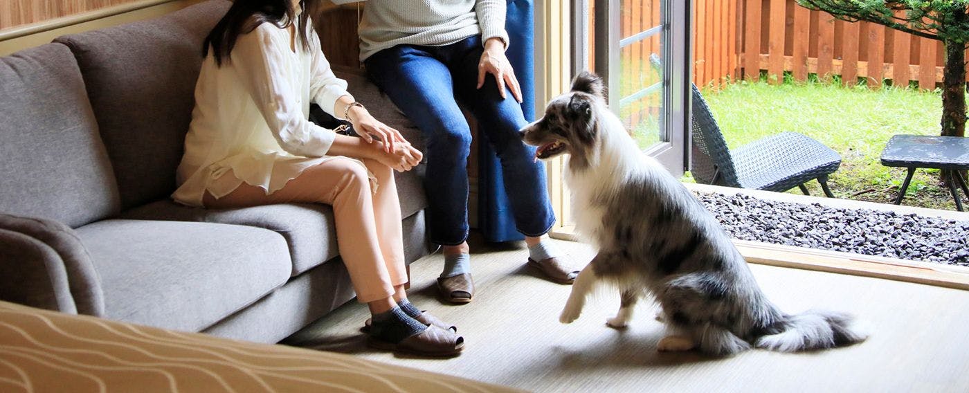 ภาพการเข้าพักพร้อมสัตว์เลี้ยงแสนรัก