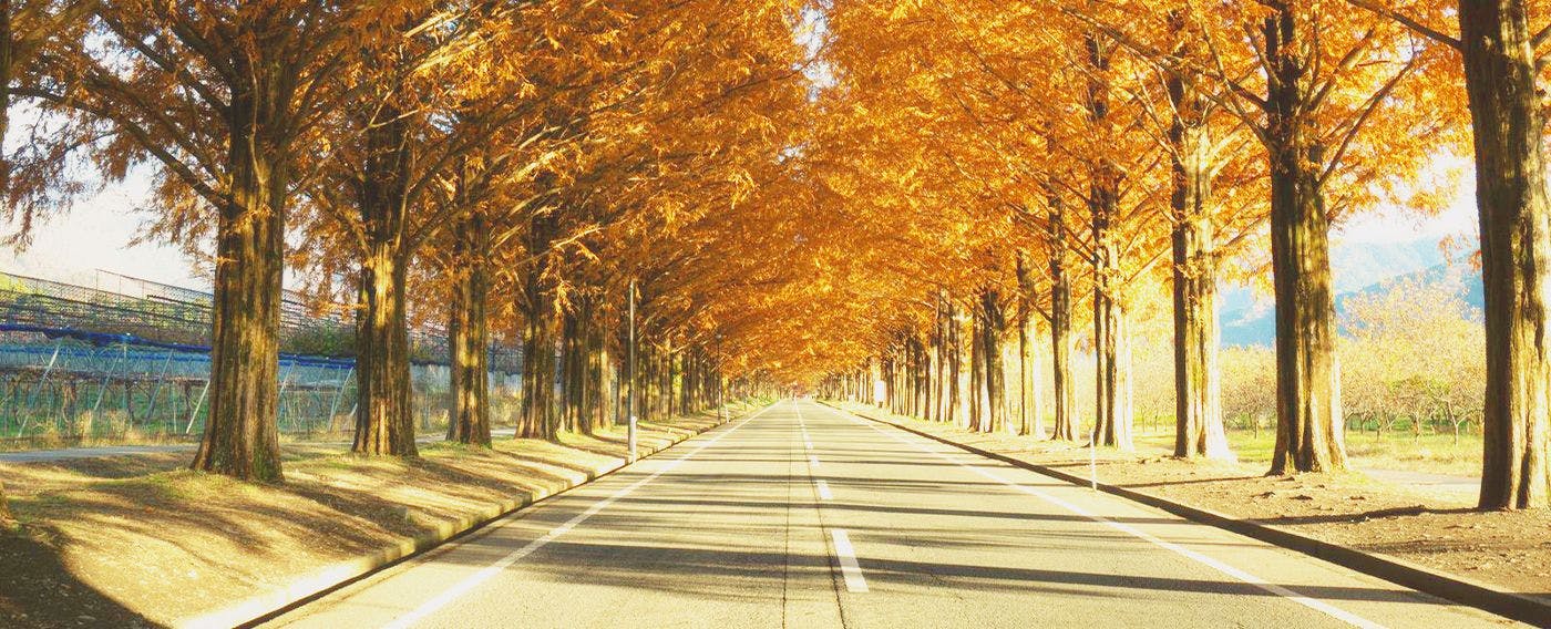 บริเวณโดยรอบ (ฤดูใบไม้ร่วง)